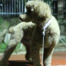 쁘띠몽 네이버블로그