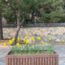 플리츠플리즈 3월 먼슬리 핑크 & 경주 벚꽃 데이트( 경주 맛집을 곁들인 후기)
