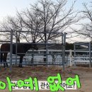 지라은목장 네이버블로그