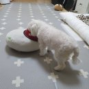 동물제중원금손이 동물병원 이미지