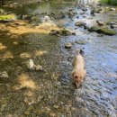 사랑하개 | [동두천애견식당] 동두천 계곡 식당으로 추천하는 사랑하개 재방문 후기