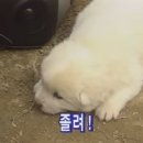 같이