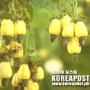 캐슈 넛의(CASHEW NUT) 전설 이미지