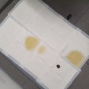 주식회사 오린 | 찔끔씩 나눠싸는 멍뭉이네는 무조건 펫츠놀로지 들이십쇼쇼쇼ㅠ 눈물나게 강력추천!