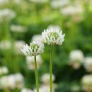 솔의향기 이미지