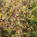 낙동강변12 이미지