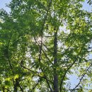 두드림생태학습관 | [태교일기] 인천 중구 두드림생태학습관, 숲태교 4차시 활동후기_숲 소리 태교