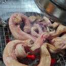 벌떡꼼장어