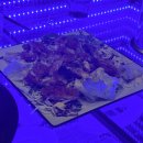 킹콩노래타운 이미지