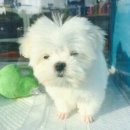 환이네 양념치킨 이미지