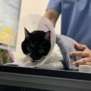 서초이음동물병원 이미지