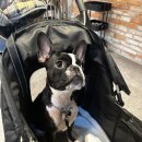 아이파크 애견미용실 이미지