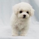 뽀송뽀송 이미지