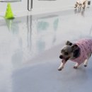 퍼피엔젤스 이미지