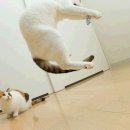 고양이날다 이미지