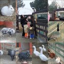 서탄초금각분교장 | [경기도오토캠핑장에서 즐기기] 평택웃다리문화촌캠핑장 잠들어 있던 폐교가 깨어났다 - 평택 웃다리...