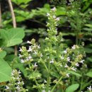 배암농장 이미지