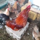 닭장 이미지