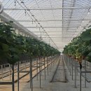 직거래마트 | 밀양가족여행 골목딸기농장 방문후기 : 직거래가 답이다