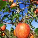 아벨농원 이미지