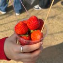논산딸기마을 | 2026 논산 딸기 축제 후기, 주차 꿀팁