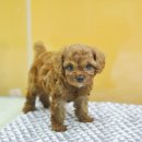 아이러브펫 동물병원 이미지