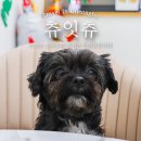 츄잇츄 | 의정부 신곡동 애견카페 츄잇츄 수제간식 강아지가 좋아해