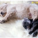 애니케어동물병원 이미지