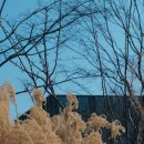 사진촬영(중급) | [2월/서울] 마곡 서울식물원 : 루믹스 아카데미 야외촬영 실습 출사, 파나소닉 S9 18-40 번들렌즈 후기