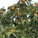 새벽아침농장 이미지