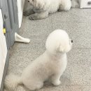 하루가다르개 이미지