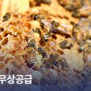 꿀벌약국 이미지