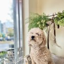 강아지는 미용빨 이미지