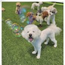 영종독 반려견 호텔, 유치원 이미지