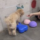 해피독 트레이닝스쿨 이미지