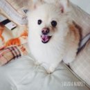 마이리틀펫 이미지