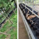 행진목장 이미지