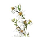 보테니컬 아트 이미지