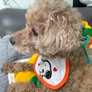 뽑기 박스 | 요즘 유행하는 강아지용품 랜덤뽑기 랜덤박스깡 후기