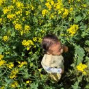 제주농산(주)발전소 | 서귀포 유채꽃축제 오늘자 현황 공유(가시리 녹산로)