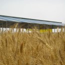 우리밀밭 이미지