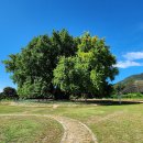 은행나무주유소 이미지