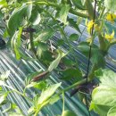 용현농장 이미지