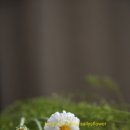 샐리스잉글리쉬