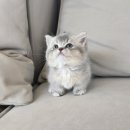 부산고양이분양 캣츠유 | 부산고양이분양 먼치킨분양 후기글