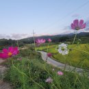 코스모스농원 이미지