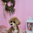 개꿀이발소 이미지