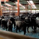 부자 흑염소농장 이미지