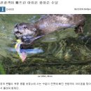 펌)물에빠진 아이폰 건져준수달 이미지