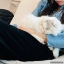 사람사는 집 | 고양이와 사람이 함께 사는 집 ‘나만 고양이 없어’ 하는 사람들과 냥집사들을 위한 천국, 고영주택